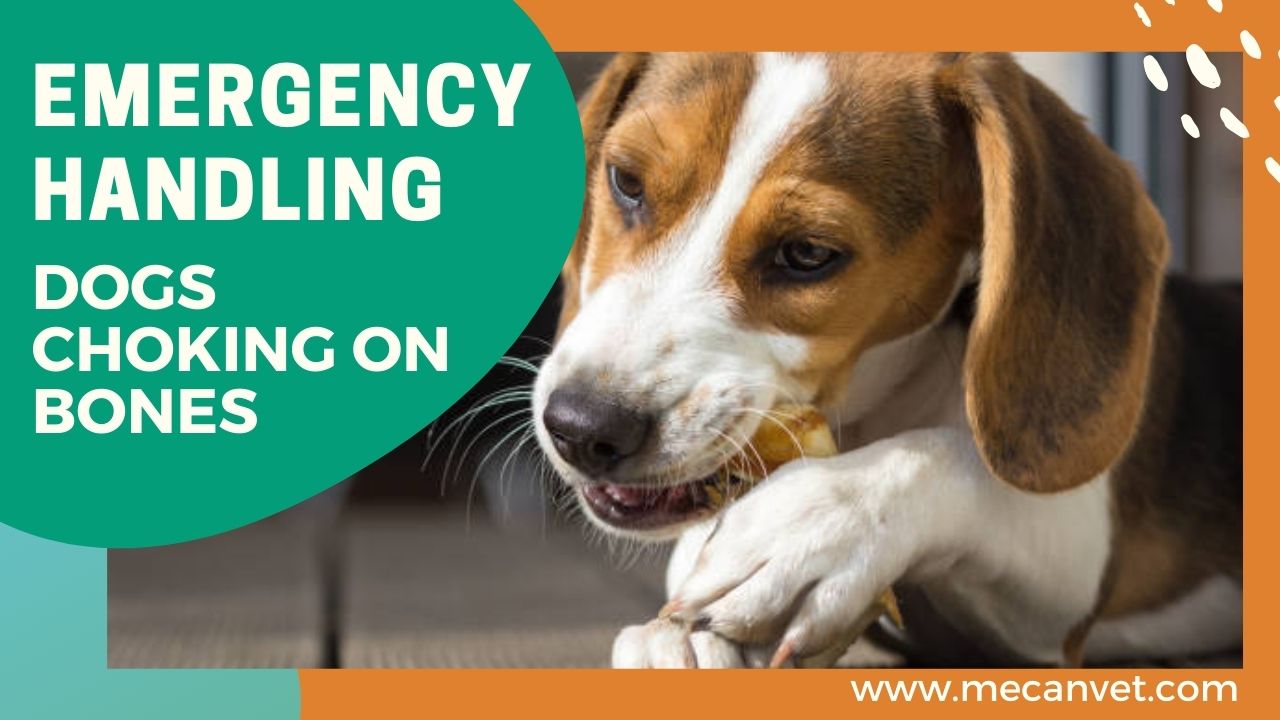 Emergency Handling for Dogs Choking on Bones